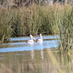 Pelecanus conspicillatus at Burramine, VIC - 24 Mar 2024