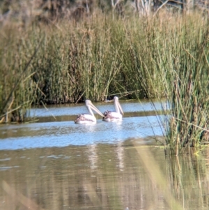 Pelecanus conspicillatus at Burramine, VIC - 24 Mar 2024 11:56 AM