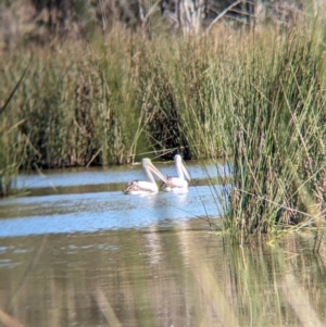 Pelecanus conspicillatus at Burramine, VIC - 24 Mar 2024