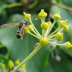 Eumeninae (subfamily) (Unidentified Potter wasp) at Bungendore, NSW - 24 Mar 2024 by clarehoneydove