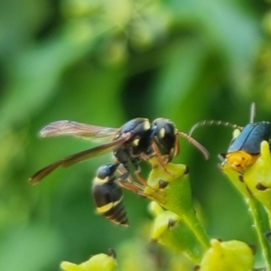 Eumeninae (subfamily) at QPRC LGA - 24 Mar 2024