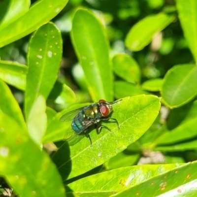 Chrysomya sp. (genus) (A green/blue blowfly) at Bungendore, NSW - 24 Mar 2024 by clarehoneydove