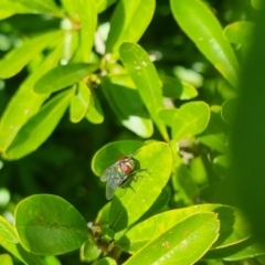 Chrysomya sp. (genus) at QPRC LGA - suppressed