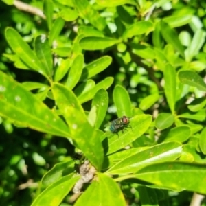 Chrysomya sp. (genus) at QPRC LGA - suppressed