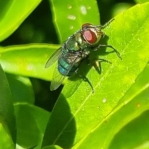 Chrysomya sp. (genus) at suppressed - 24 Mar 2024