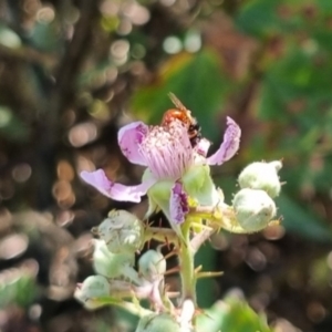 Exoneura sp. (genus) at QPRC LGA - suppressed