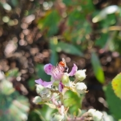 Exoneura sp. (genus) at QPRC LGA - suppressed