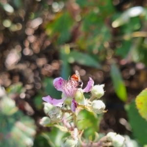 Exoneura sp. (genus) at QPRC LGA - 24 Mar 2024