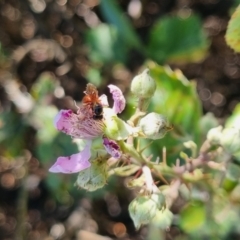 Exoneura sp. (genus) at QPRC LGA - 24 Mar 2024