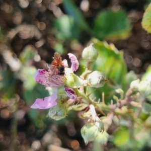 Exoneura sp. (genus) at QPRC LGA - suppressed