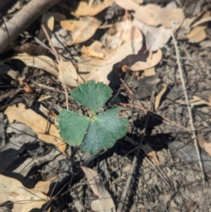 Marsilea drummondii at Lake Rowan, VIC - 24 Mar 2024