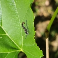 Thynninae (subfamily) (Smooth flower wasp) at Bungendore, NSW - 24 Mar 2024 by clarehoneydove