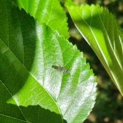 Thynninae (subfamily) at QPRC LGA - 24 Mar 2024