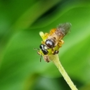 Exoneura sp. (genus) at QPRC LGA - suppressed