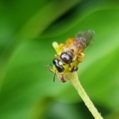 Unidentified Bee (Hymenoptera, Apiformes) at QPRC LGA - 24 Mar 2024 by clarehoneydove