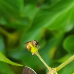 Exoneura sp. (genus) at QPRC LGA - suppressed