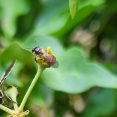 Exoneura sp. (genus) at QPRC LGA - 24 Mar 2024