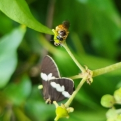 Exoneura sp. (genus) at QPRC LGA - suppressed