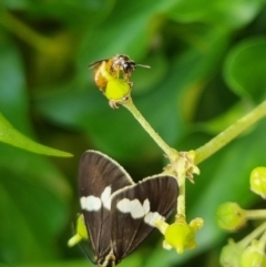 Exoneura sp. (genus) at QPRC LGA - suppressed