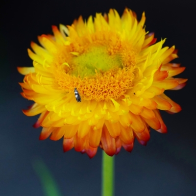 Glyphipterix chrysoplanetis (A Sedge Moth) at ANBG - 21 Mar 2024 by DonTaylor