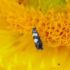 Glyphipterix chrysoplanetis at ANBG - 21 Mar 2024 03:08 PM