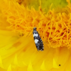 Glyphipterix chrysoplanetis at ANBG - 21 Mar 2024 03:08 PM