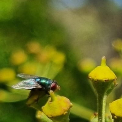 Chrysomya sp. (genus) (A green/blue blowfly) at Bungendore, NSW - 24 Mar 2024 by clarehoneydove
