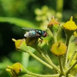 Chrysomya sp. (genus) at QPRC LGA - 24 Mar 2024