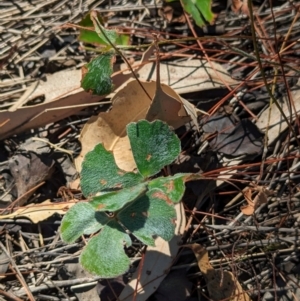 Marsilea drummondii at Lake Rowan, VIC - 24 Mar 2024