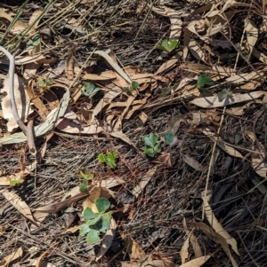 Marsilea drummondii at Lake Rowan, VIC - 24 Mar 2024