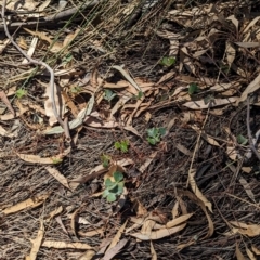 Marsilea drummondii at Lake Rowan, VIC - 24 Mar 2024