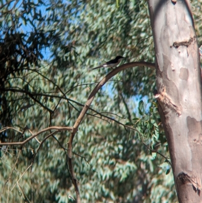 Myiagra inquieta (Restless Flycatcher) at Lake Rowan, VIC - 24 Mar 2024 by Darcy