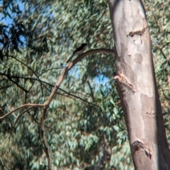 Myiagra inquieta at Lake Rowan, VIC - 24 Mar 2024