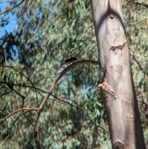 Myiagra inquieta at Lake Rowan, VIC - 24 Mar 2024