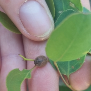 Trachymela sp. (genus) at QPRC LGA - suppressed