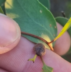 Trachymela sp. (genus) at QPRC LGA - suppressed