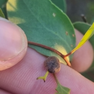 Trachymela sp. (genus) at QPRC LGA - suppressed