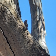 Climacteris picumnus (Brown Treecreeper) at Lake Rowan, VIC - 24 Mar 2024 by Darcy