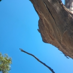 Climacteris picumnus victoriae at Lake Rowan, VIC - 24 Mar 2024