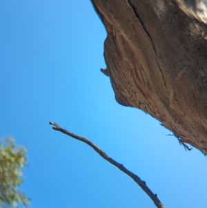 Climacteris picumnus victoriae at Lake Rowan, VIC - 24 Mar 2024