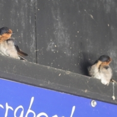 Hirundo neoxena (Welcome Swallow) at Fyshwick, ACT - 29 Dec 2023 by AlisonMilton