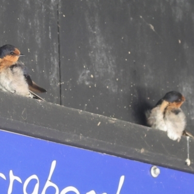 Hirundo neoxena (Welcome Swallow) at Fyshwick, ACT - 29 Dec 2023 by AlisonMilton