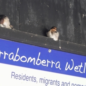 Hirundo neoxena at Jerrabomberra Wetlands - 29 Dec 2023 12:25 PM