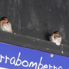 Hirundo neoxena at Jerrabomberra Wetlands - 29 Dec 2023