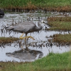 Egretta novaehollandiae (White-faced Heron) at Jerrabomberra Wetlands - 28 Dec 2023 by AlisonMilton