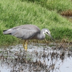 Egretta novaehollandiae at Jerrabomberra Wetlands - 29 Dec 2023