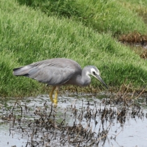 Egretta novaehollandiae at Jerrabomberra Wetlands - 29 Dec 2023