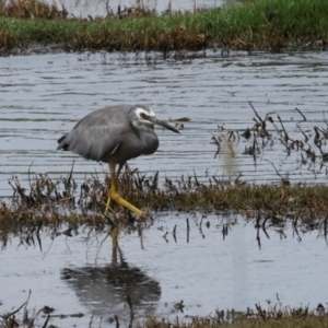 Egretta novaehollandiae at Jerrabomberra Wetlands - 29 Dec 2023