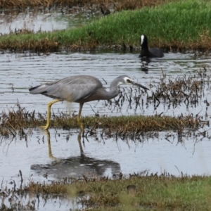 Egretta novaehollandiae at Jerrabomberra Wetlands - 29 Dec 2023