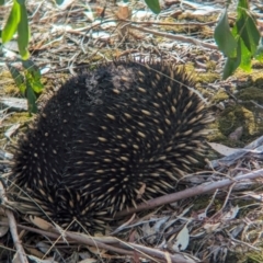 Tachyglossus aculeatus (Short-beaked Echidna) at Boweya, VIC - 24 Mar 2024 by Darcy